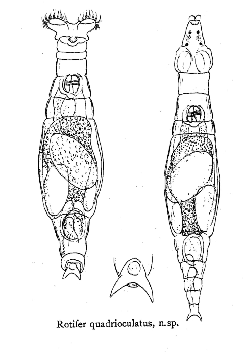 Rotaria quadrioculata - Original description image