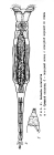 Rotaria rotatoria