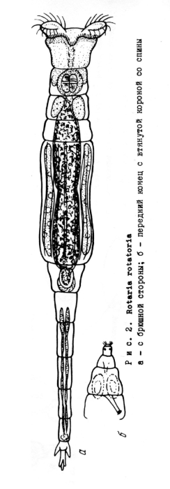 Rotaria rotatoria Rotaria rotatoria