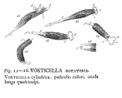 Rotaria rotatoria