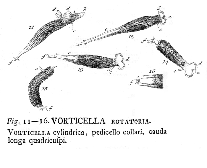Rotaria rotatoria Rotaria rotatoria