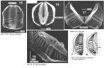 Rotaria rotatoria
