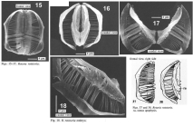Rotaria rotatoria