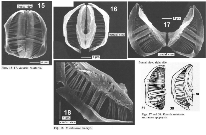 Rotaria rotatoria Rotaria rotatoria