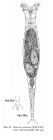 Rotaria rotatoria