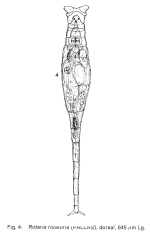 Rotaria rotatoria