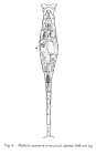 Rotaria rotatoria