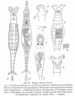Rotaria rotatoria