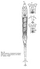 Rotaria rotatoria