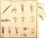Rotaria rotatoria