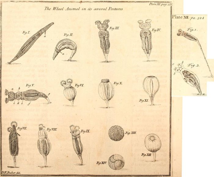 Rotaria rotatoria Rotaria rotatoria