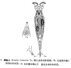 Rotaria rotatoria