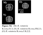 Rotaria rotatoria