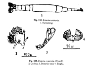 Rotaria rotatoria