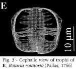 Rotaria rotatoria