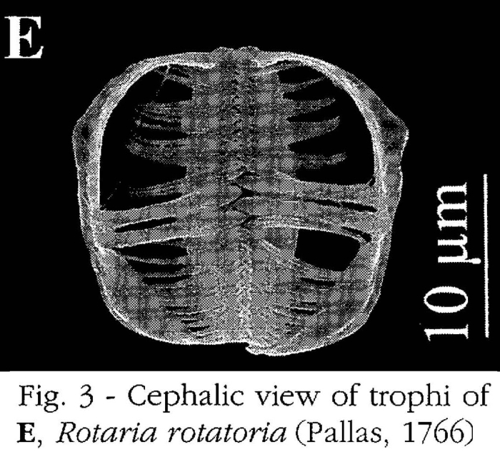 Rotaria rotatoria