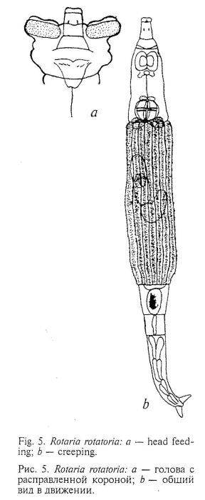 Rotaria rotatoria Rotaria rotatoria