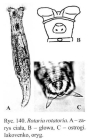 Rotaria rotatoria