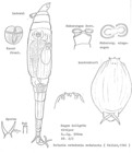 Rotaria rotatoria