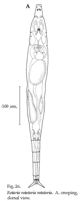 Rotaria rotatoria Rotaria rotatoria