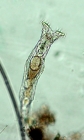 Rotaria rotatoria