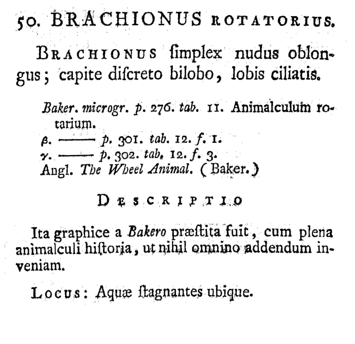 Rotaria rotatoria - Original description image