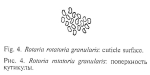Rotaria rotatoria granularis