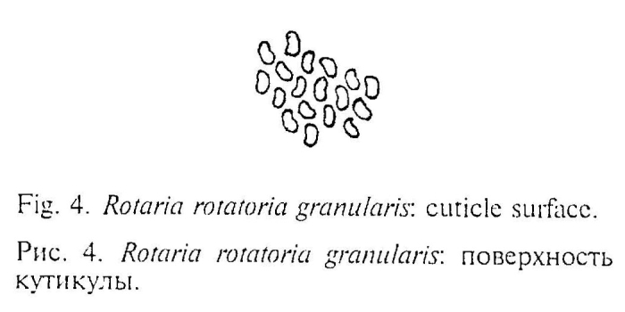 Rotaria rotatoria granularis Rotaria rotatoria granularis