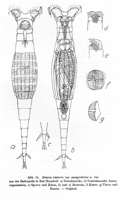 Rotaria rotatoria spongioderma - Original description image