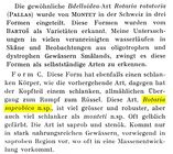 Rotaria saprobica - Original description image