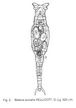 Rotaria socialis