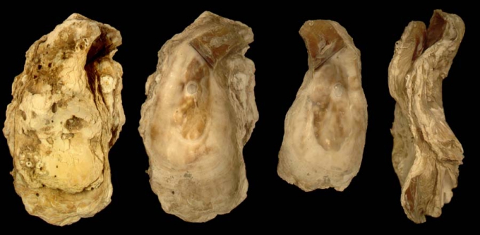 Neopycnodonte zibrowii collected in the Hesperides Mud Volcano Complex (Gulf of Cádiz, SW Iberian Peninsula), actual size 16.4 cm Neopycnodonte zibrowii collected in the Hesperides Mud Volcano Complex (Gulf of Cádiz, SW Iberian Peninsula), actual size 16.4 cm