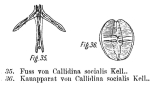 Rotaria socialis