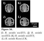 Rotaria socialis