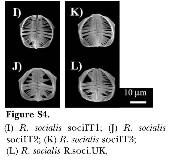 Rotaria socialis Rotaria socialis