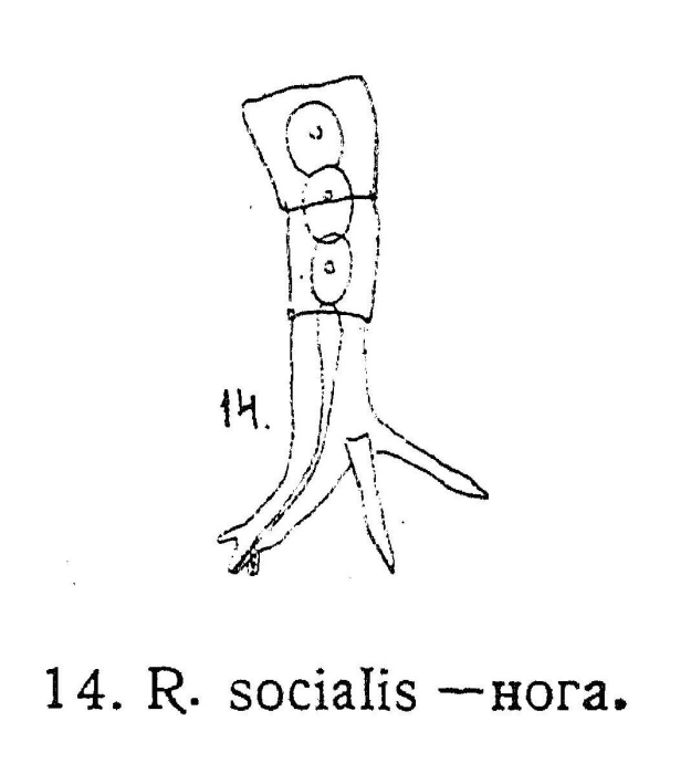 Rotaria socialis Rotaria socialis