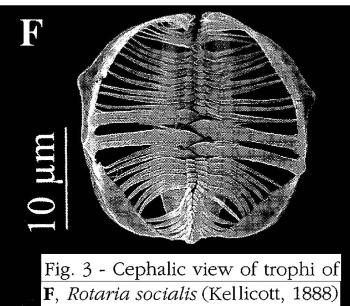 Rotaria socialis Rotaria socialis