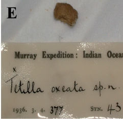 Tetilla oxeata Tetilla oxeata