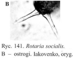 Rotaria socialis