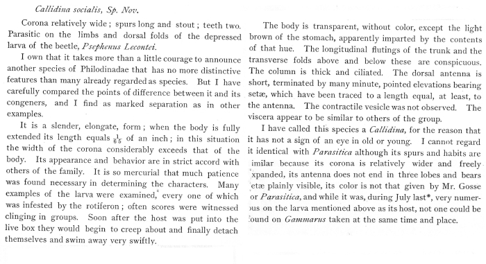 Rotaria socialis - Original description image