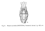 Rotaria sordida