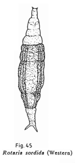 Rotaria sordida