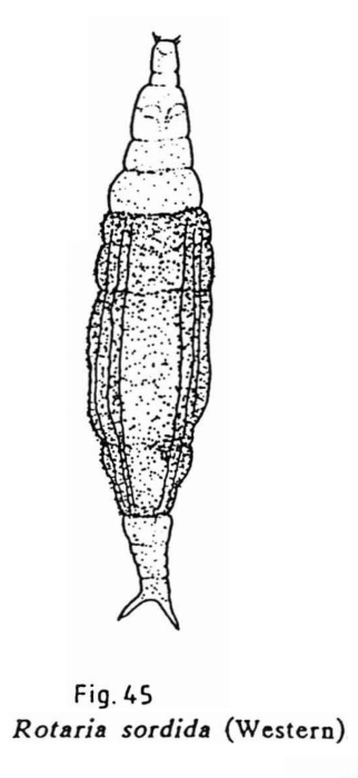 Rotaria sordida Rotaria sordida