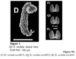 Rotaria sordida
