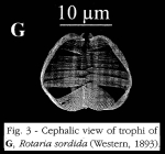 Rotaria sordida