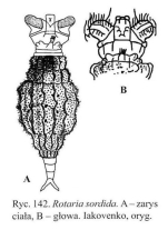 Rotaria sordida