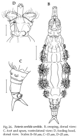 Rotaria sordida
