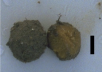 Cinachyrella arabica Cinachyrella arabica