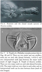 Rotaria sordida
