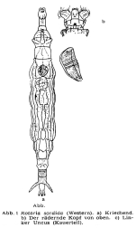 Rotaria sordida